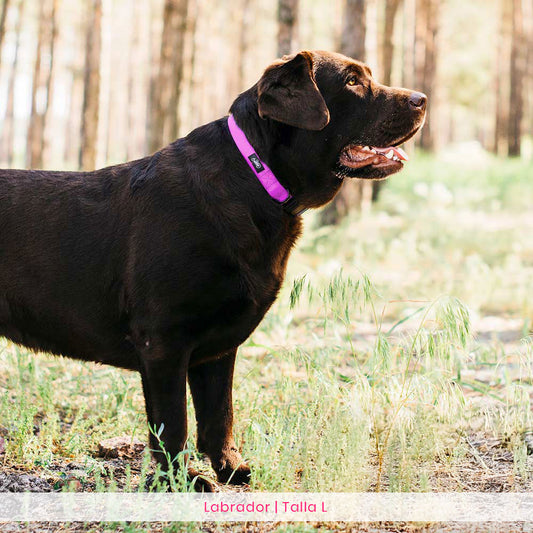 Conjunto Collar Basic Magenta