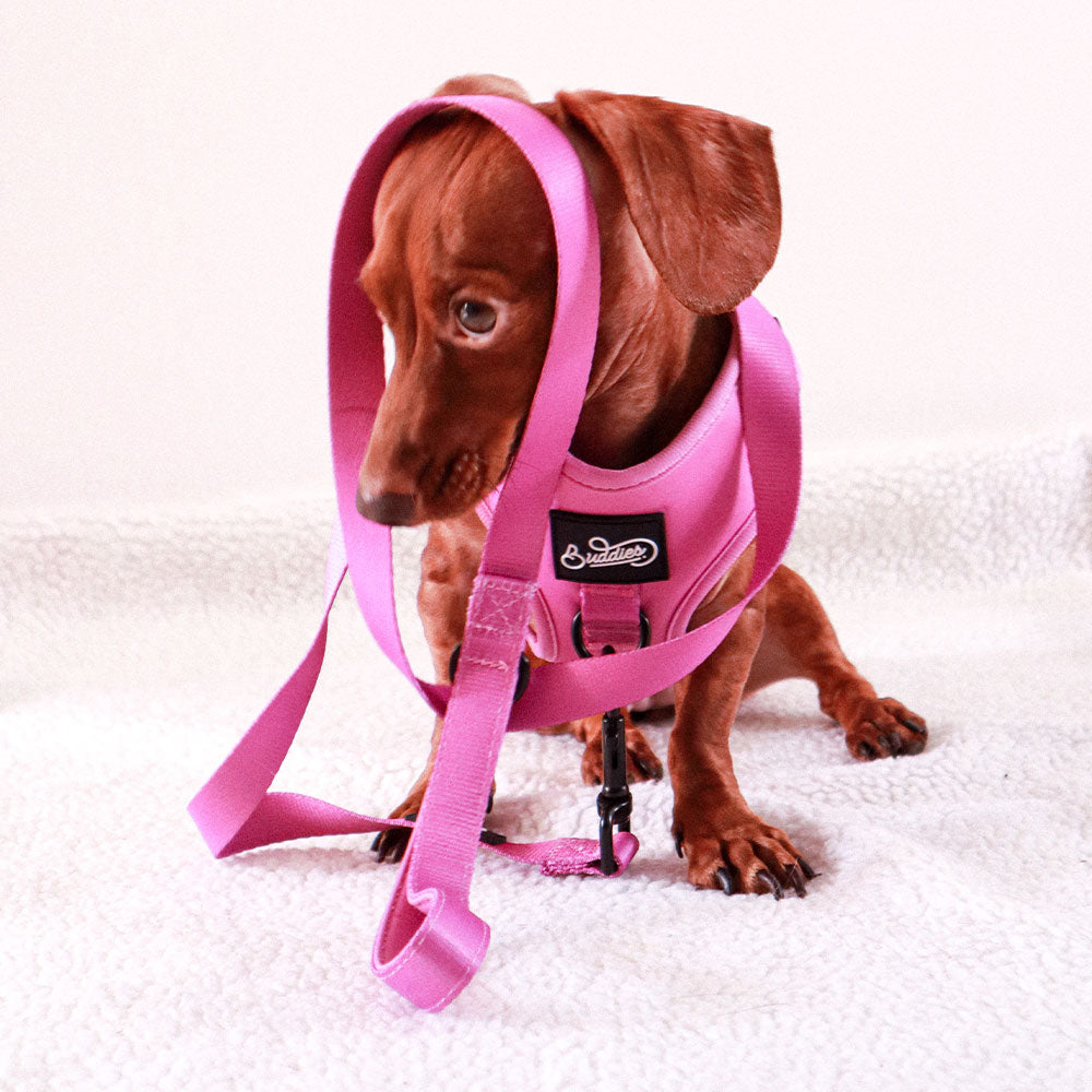 Correa Basic Magenta