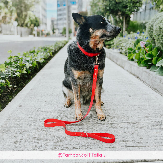 Collar Wet Scarlet