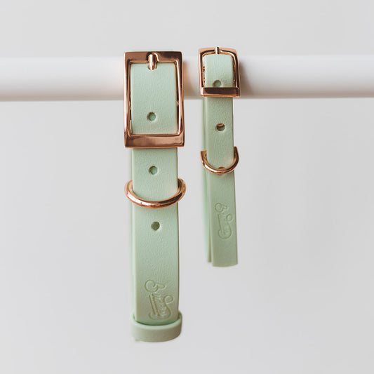 Collar Wet Mint