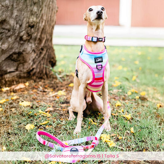 Conjunto The New Rainbow