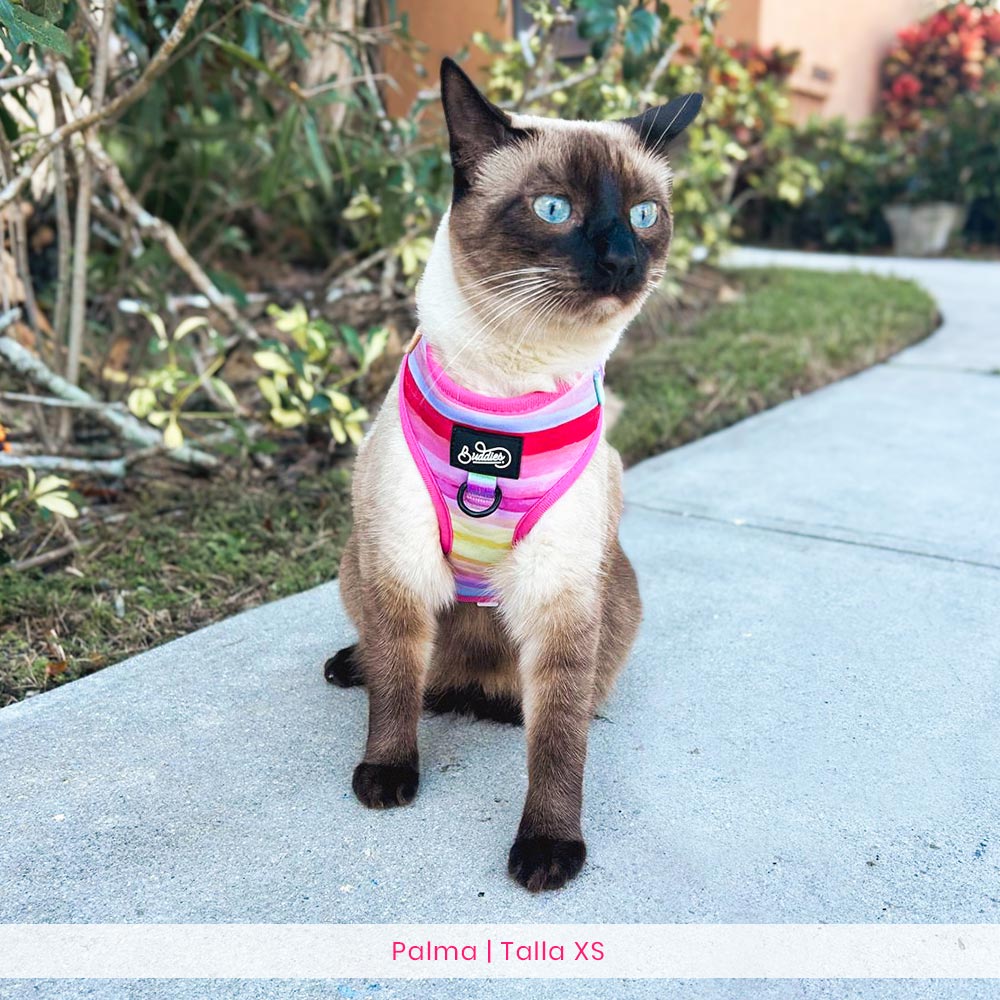 Conjunto The New Rainbow