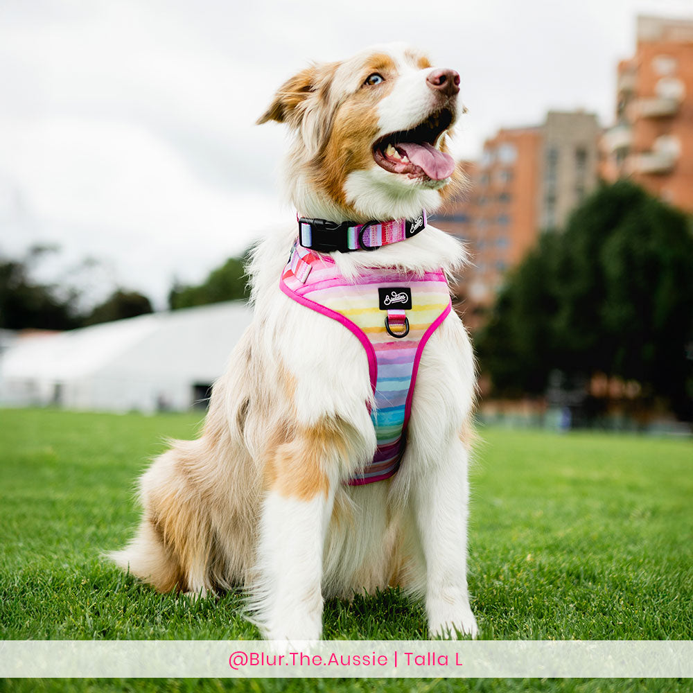 Conjunto The New Rainbow