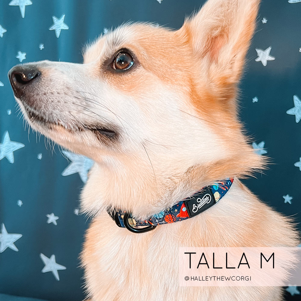 Conjunto Collar Space