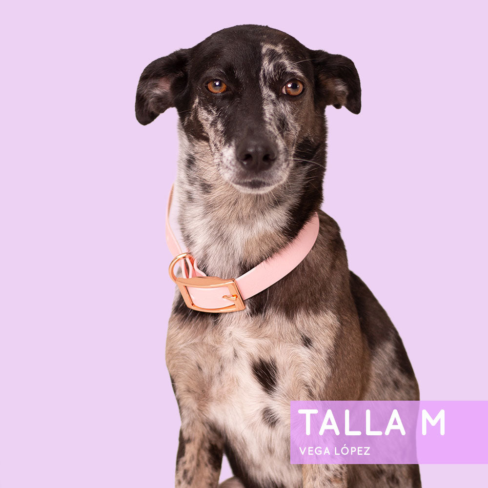 Collar Wet Rosewater